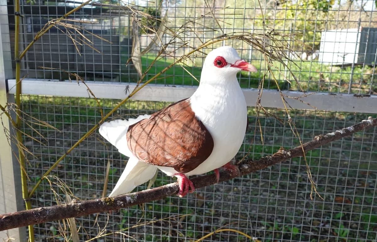 Nehmen Sie Kontakt zu uns auf, Mixed Breed for adoption at Tierschutzverein Freiburg, Freiburg