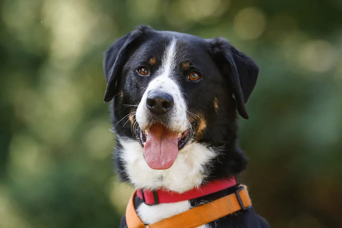 Nehmen Sie Kontakt zu uns auf, male 7yo Mixed Breed for adoption at Tierschutzverein Freiburg, Freiburg