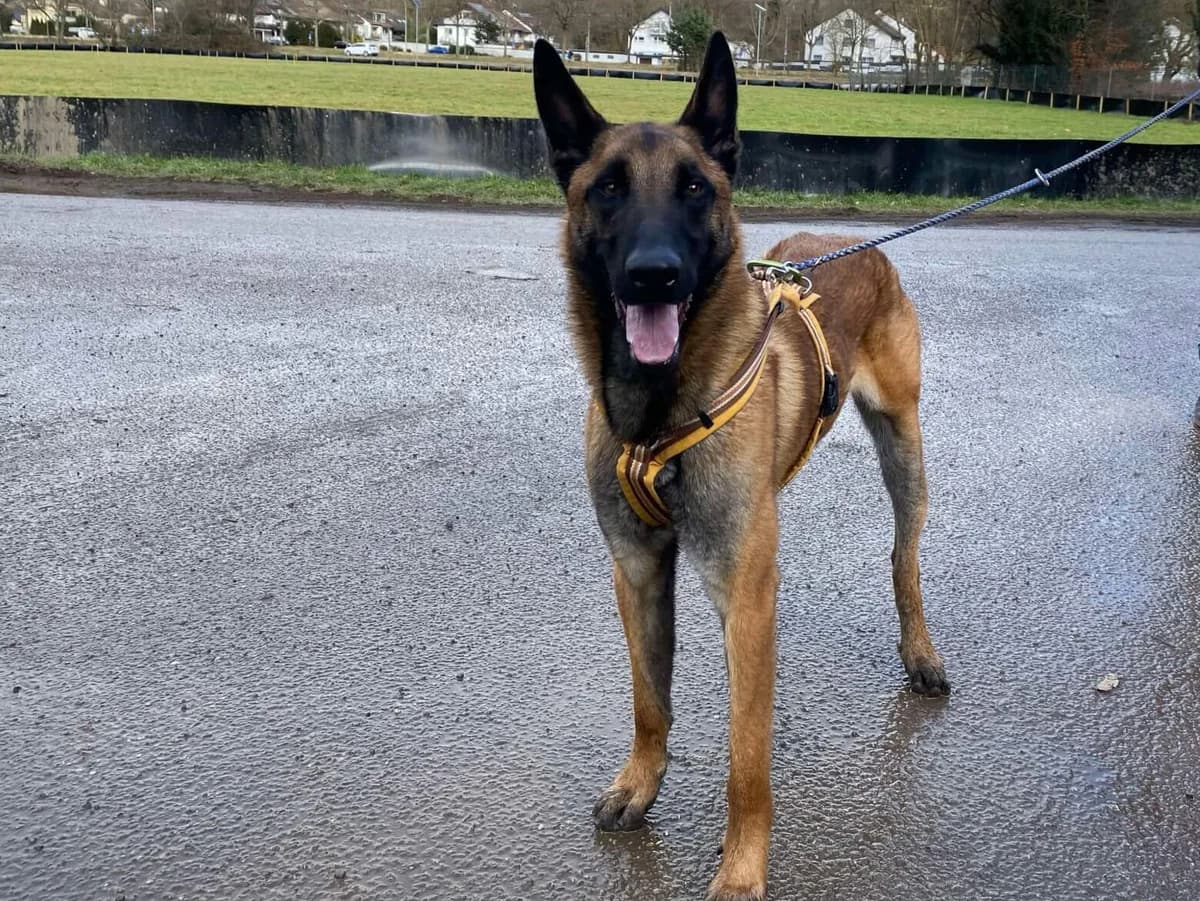Nehmen Sie Kontakt zu uns auf, male young Belgian Malinois for adoption at Tierschutzverein Freiburg, Freiburg