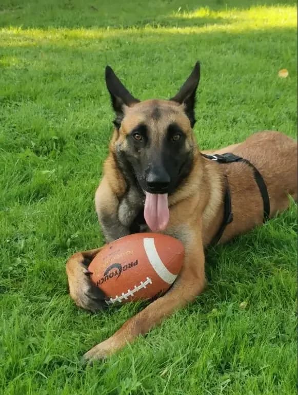 Manfred, Belgian Malinois for adoption at Tierschutzverein Freiburg, Freiburg