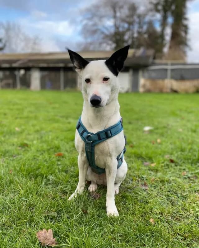 Nehmen Sie Kontakt zu uns auf, female 7yo Podenco for adoption at Tierschutzverein Freiburg, Freiburg