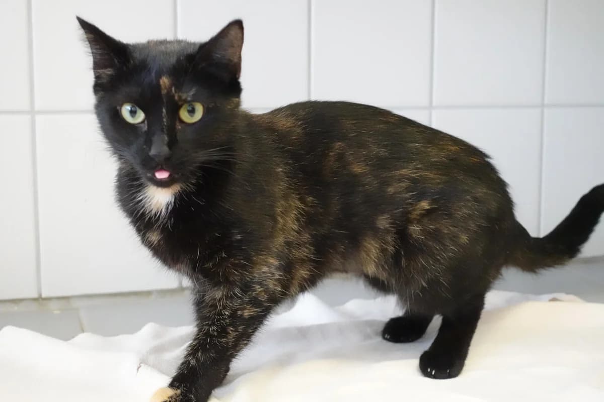 Nehmen Sie Kontakt zu uns auf, female Mixed Breed for adoption at Tierschutzverein Freiburg, Freiburg