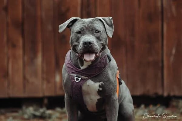 Nehmen Sie Kontakt zu uns auf, female 7yo American Staffordshire Terrier for adoption at Tierschutzverein Freiburg, Freiburg