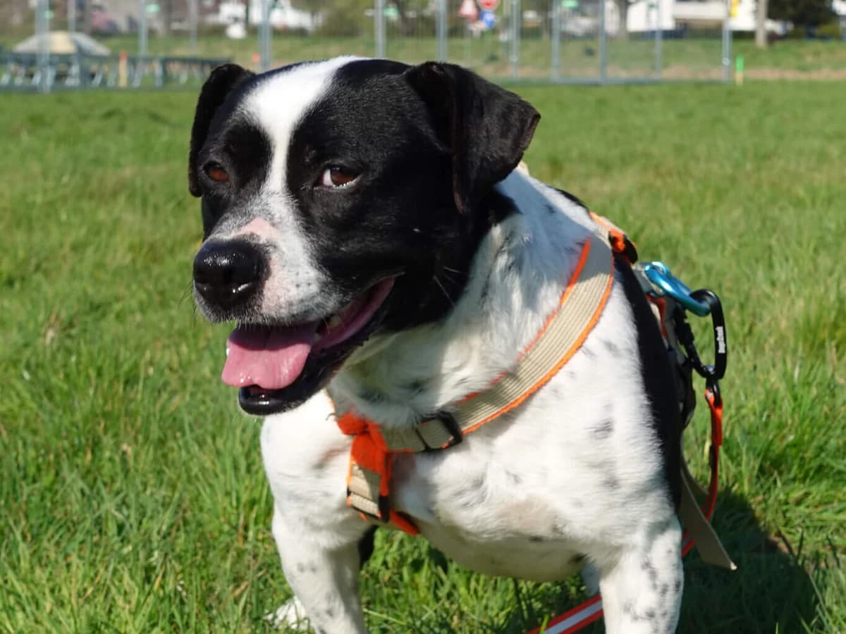 Nehmen Sie Kontakt zu uns auf, male 3yo Dachshund for adoption at Tierschutzverein Freiburg, Freiburg