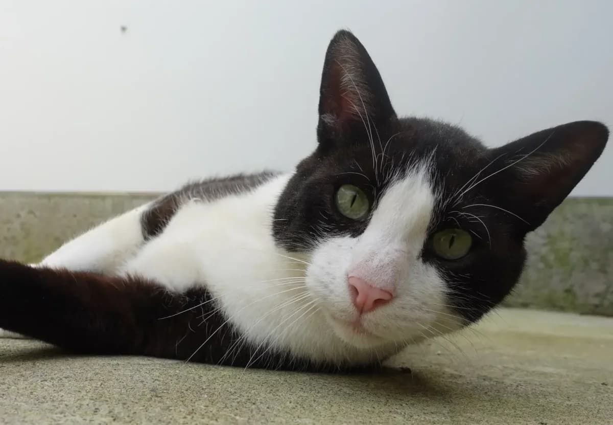 Orion, Mixed Breed for adoption at Tierschutzverein Freiburg, Freiburg