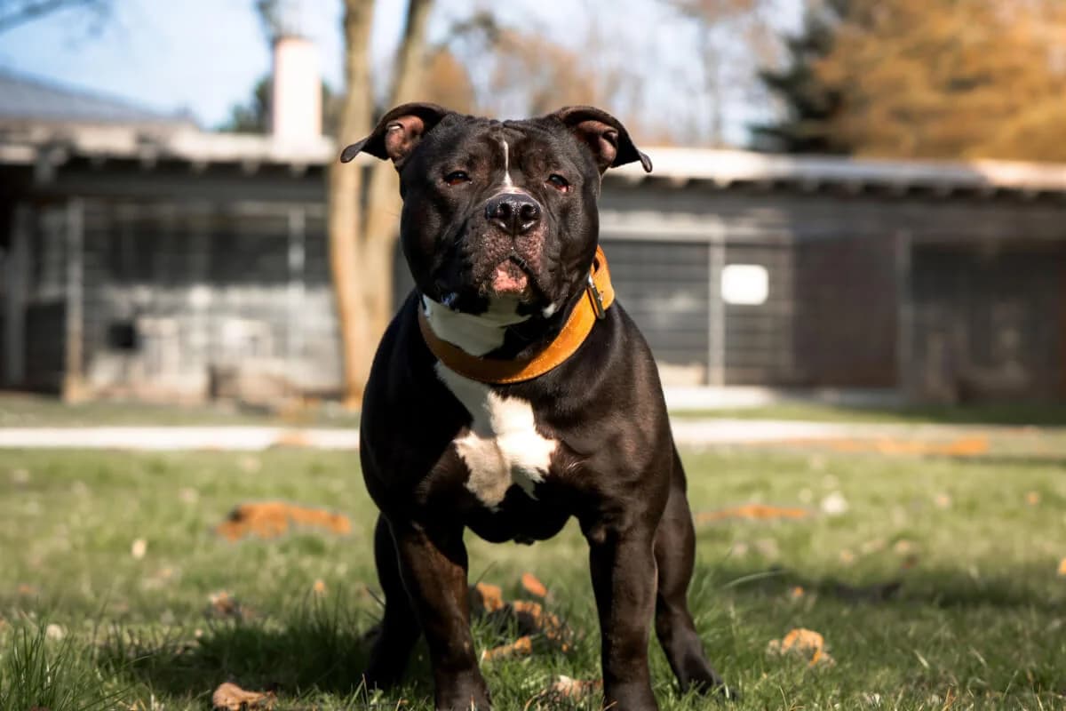 Nehmen Sie Kontakt zu uns auf, male 5yo American Staffordshire Terrier for adoption at Tierschutzverein Freiburg, Freiburg