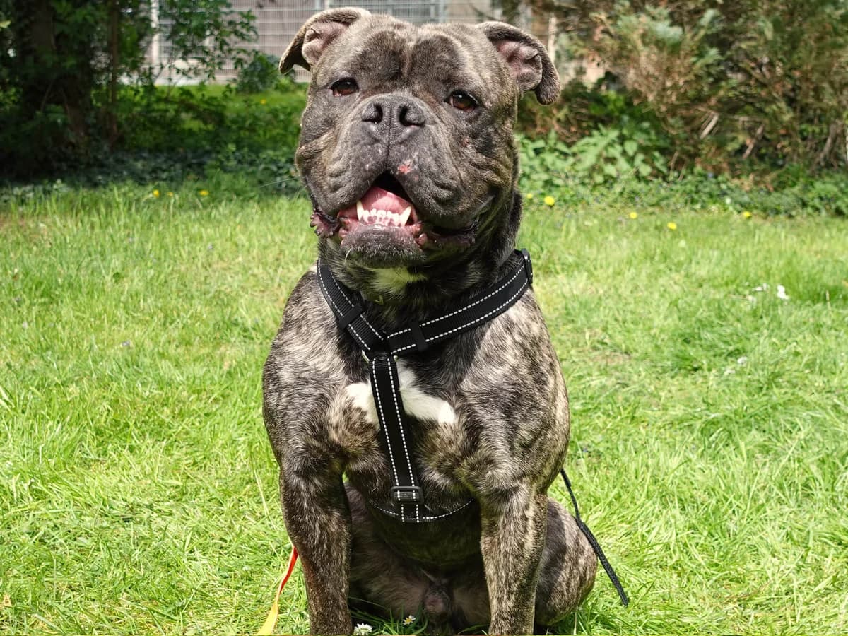 Nehmen Sie Kontakt zu uns auf, male 4yo English Bulldog for adoption at Tierschutzverein Freiburg, Freiburg