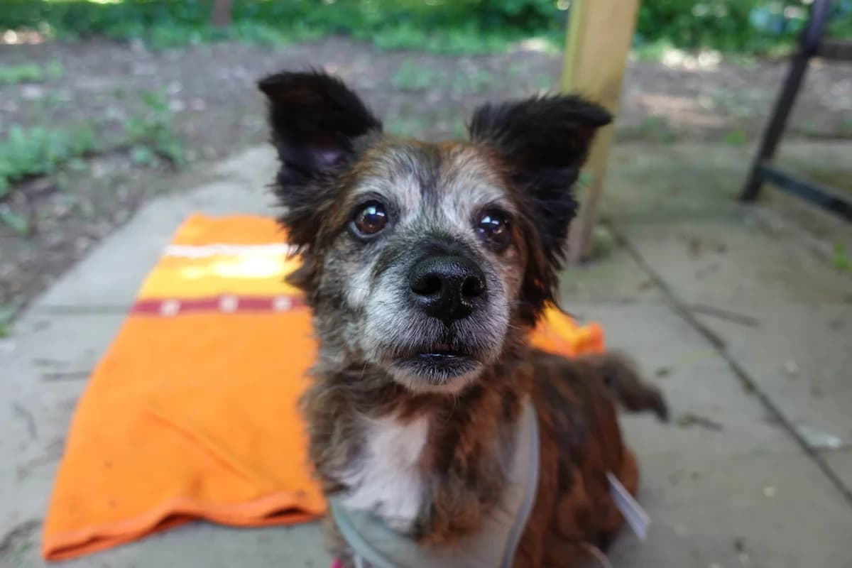 Nehmen Sie Kontakt zu uns auf, female senior Mixed Breed for adoption at Tierschutzverein Freiburg, Freiburg