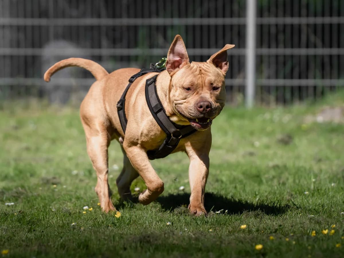 Nehmen Sie Kontakt zu uns auf, male young Mixed Breed for adoption at Tierschutzverein Freiburg, Freiburg
