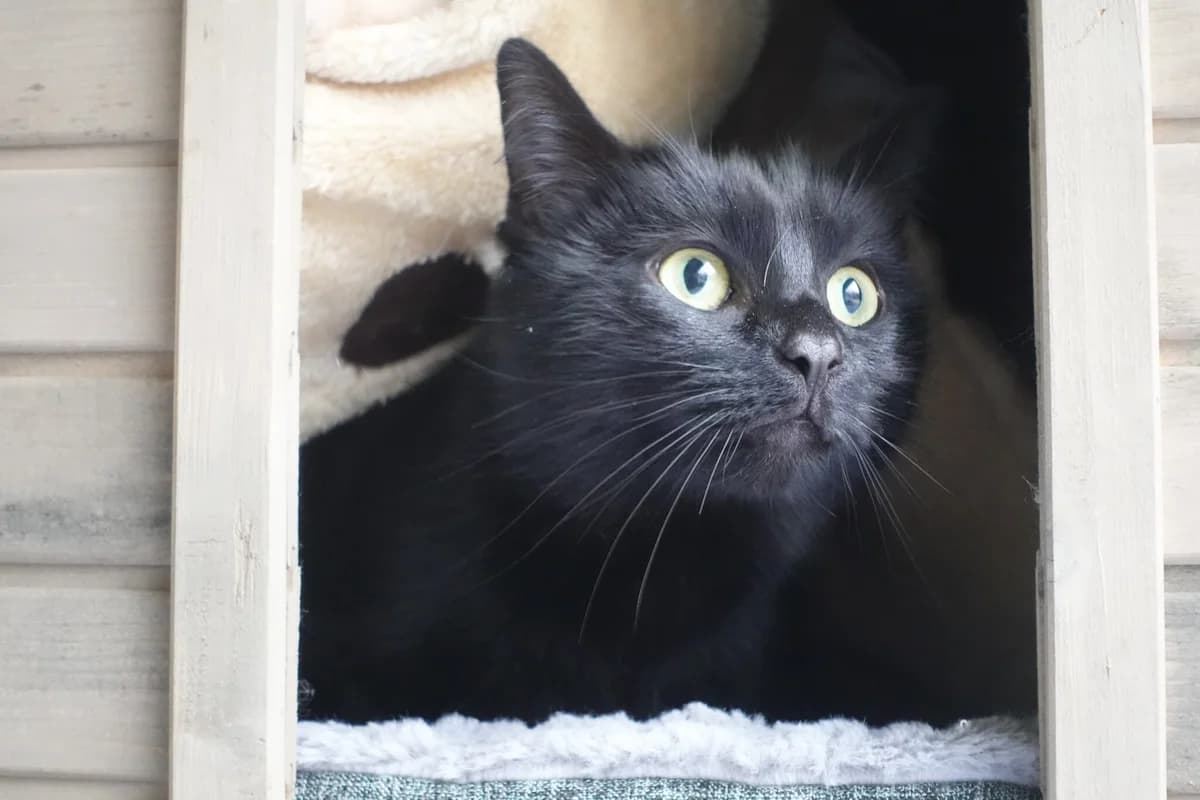 Nehmen Sie Kontakt zu uns auf, female 4yo Mixed Breed for adoption at Tierschutzverein Freiburg, Freiburg