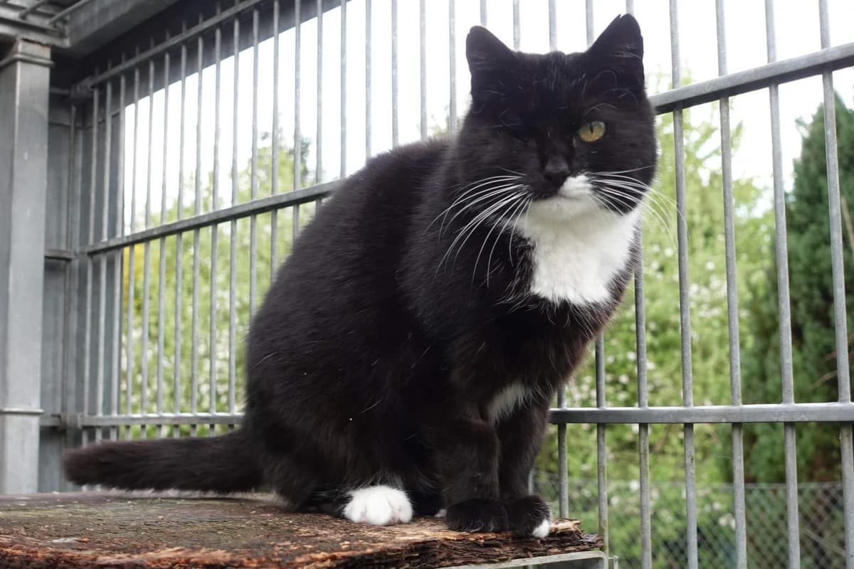 Nehmen Sie Kontakt zu uns auf, female 7yo Mixed Breed for adoption at Tierschutzverein Freiburg, Freiburg