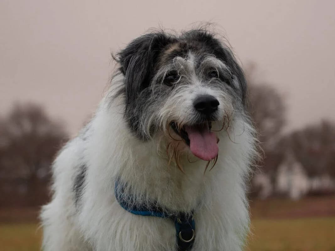 Nehmen Sie Kontakt zu uns auf, male 6yo Mixed Breed for adoption at Tierschutzverein Freiburg, Freiburg