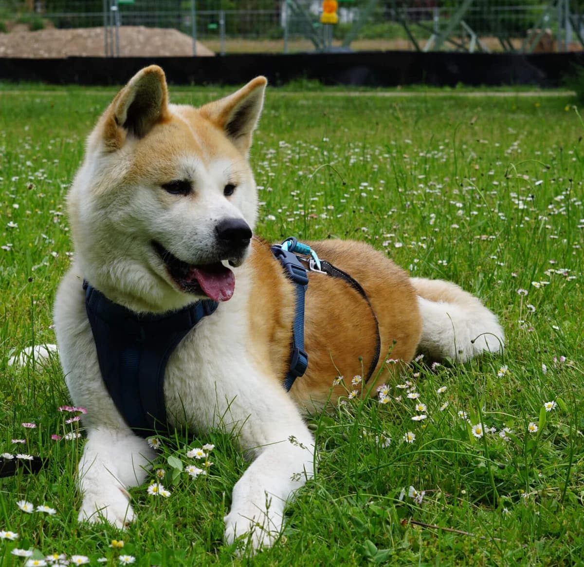 Nehmen Sie Kontakt zu uns auf, male 5yo Mixed Breed for adoption at Tierschutzverein Freiburg, Freiburg