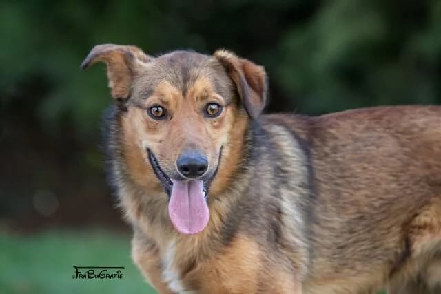 Nehmen Sie Kontakt zu uns auf, male senior Border Collie for adoption at Tierschutzverein Freiburg, Freiburg