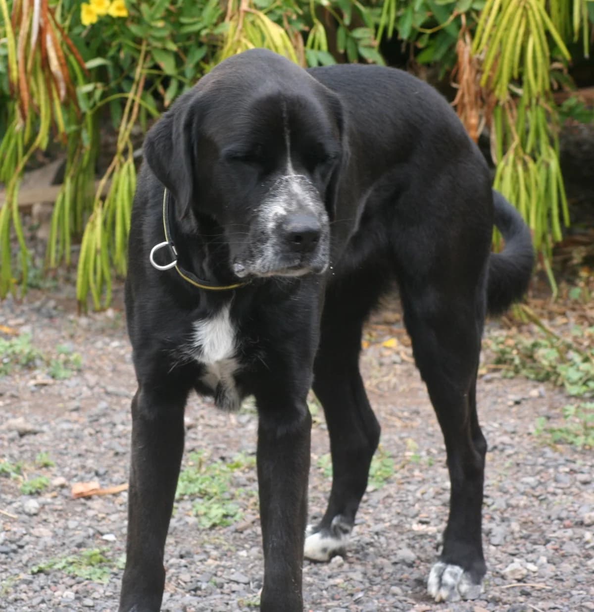 Aisha, female Mixed Breed for adoption at Tierschutzverein Garafia e.V.