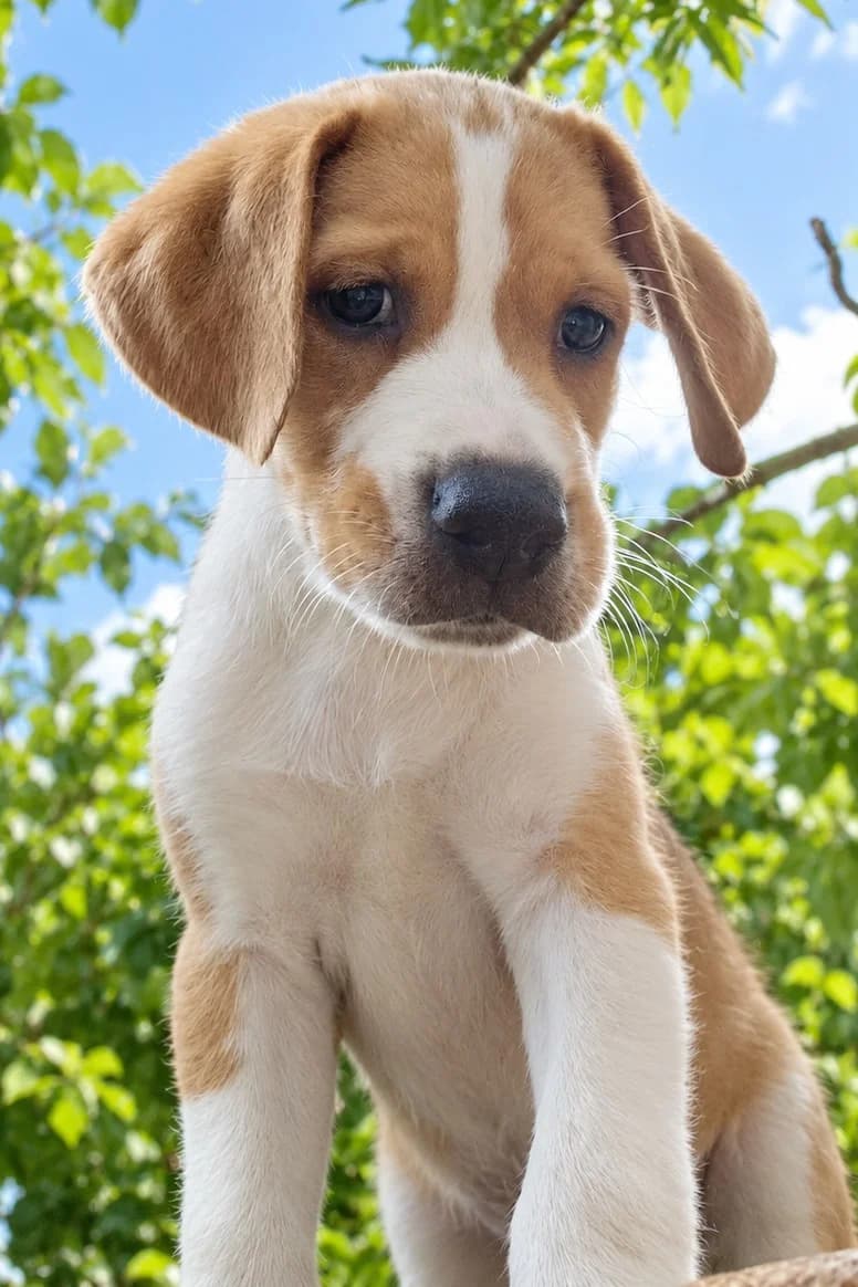 Alisio, male puppy Mixed Breed for adoption at Tierschutzverein Garafia e.V.