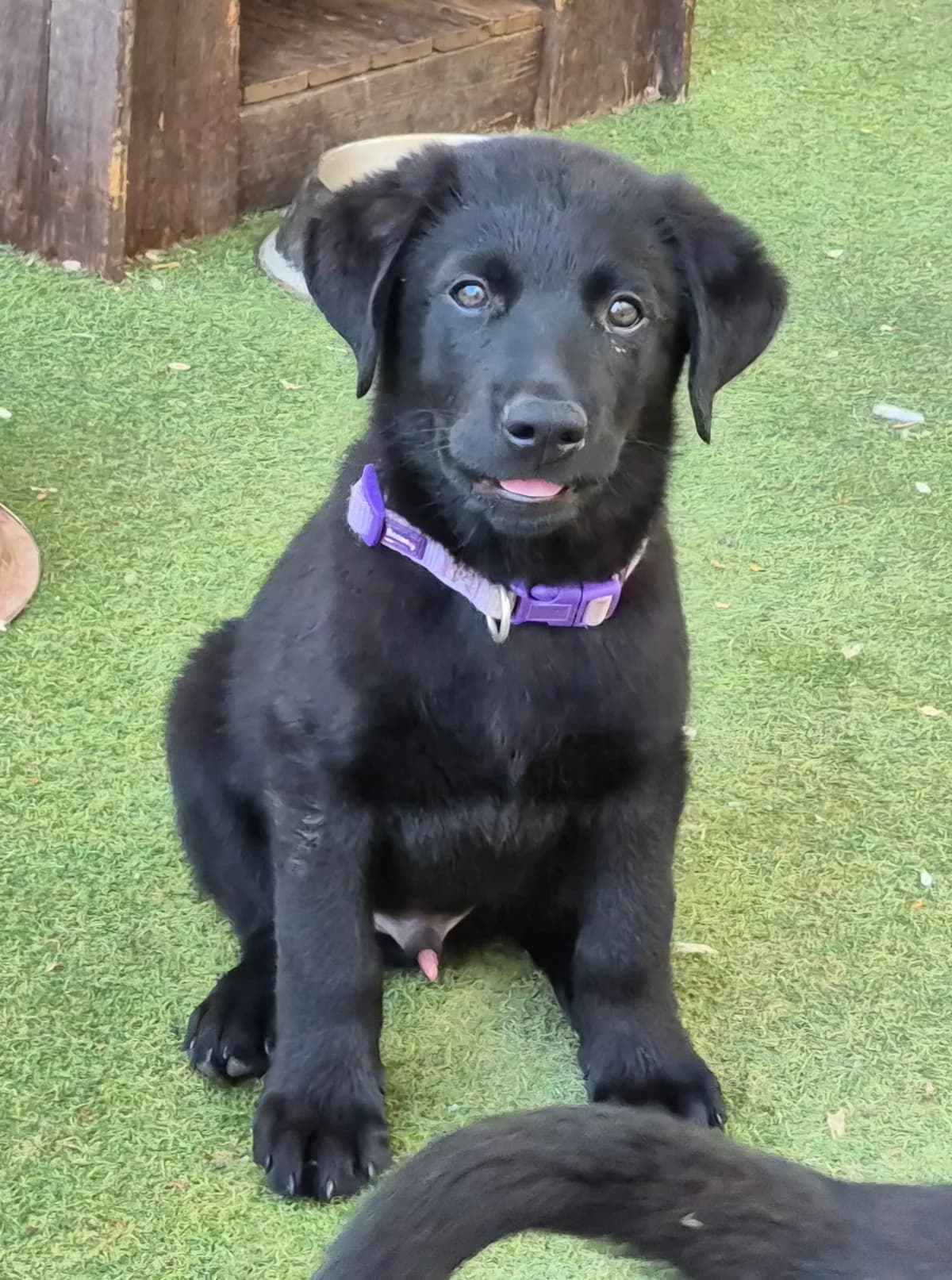 Balu, male puppy Mixed Breed for adoption at Tierschutzverein Garafia e.V.