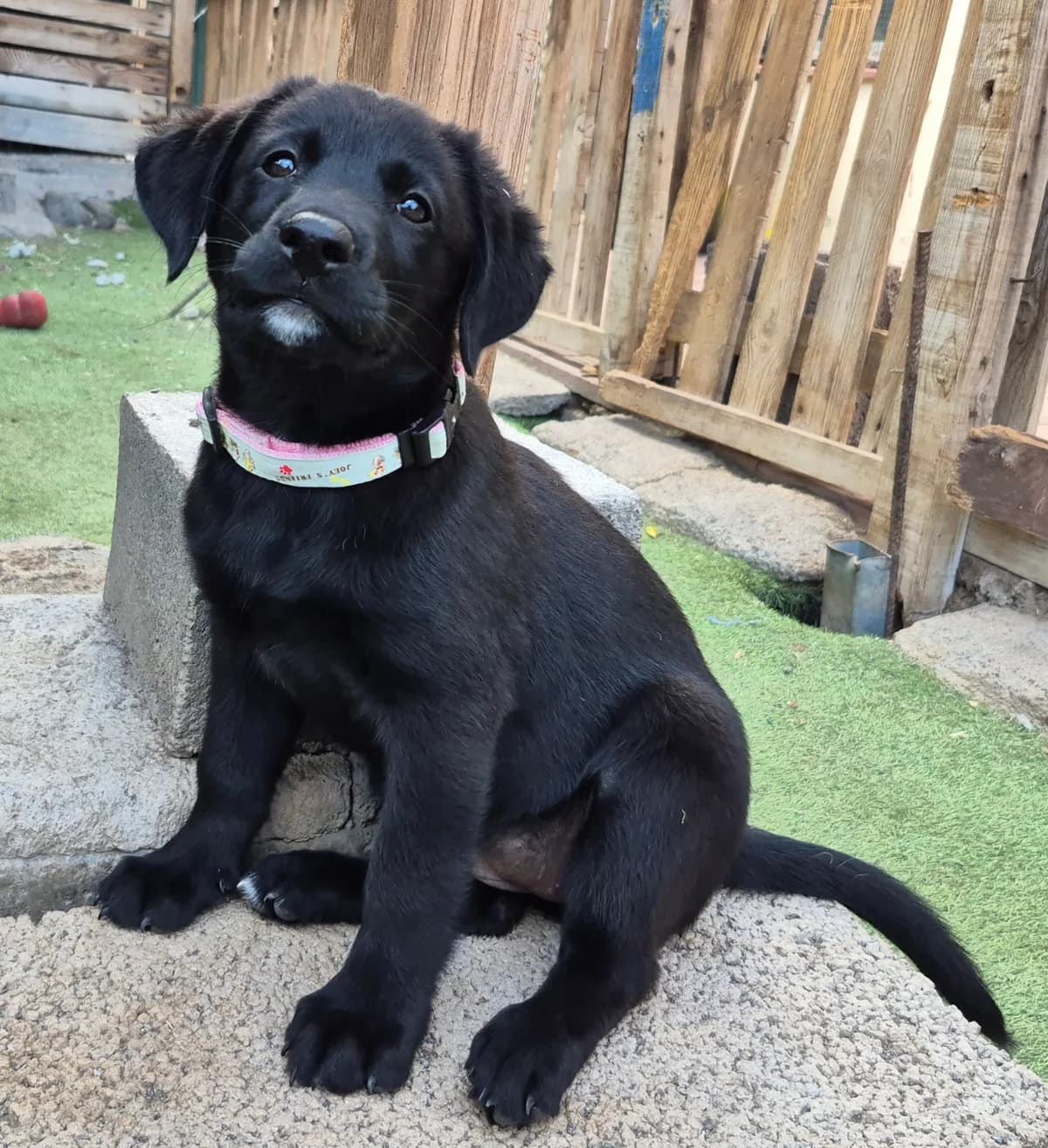 Bella, male puppy Mixed Breed for adoption at Tierschutzverein Garafia e.V.