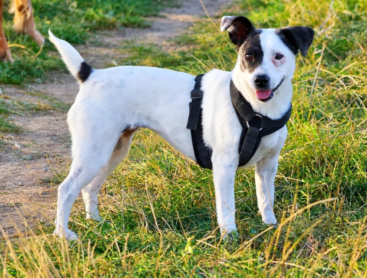 Berta, female young Mixed Breed for adoption at Tierschutzverein Garafia e.V.