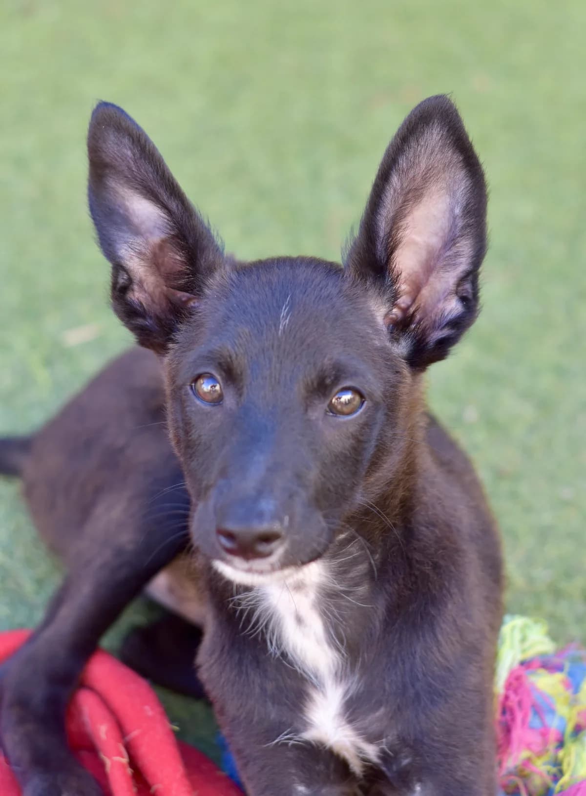 Chico, male puppy Mixed Breed for adoption at Tierschutzverein Garafia e.V.