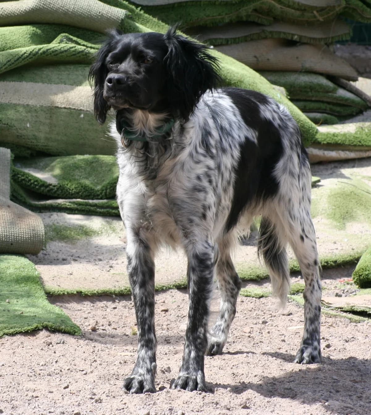 Chiqui, female 6yo Mixed Breed for adoption at Tierschutzverein Garafia e.V.
