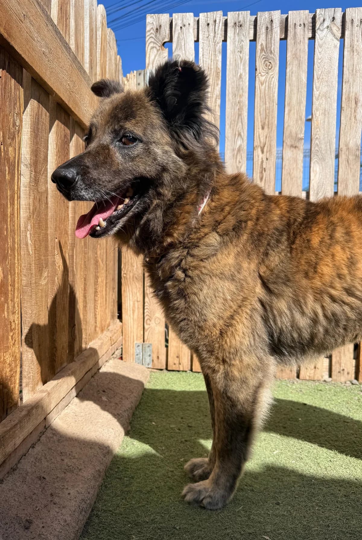 Doha, female 4yo Mixed Breed for adoption at Tierschutzverein Garafia e.V.