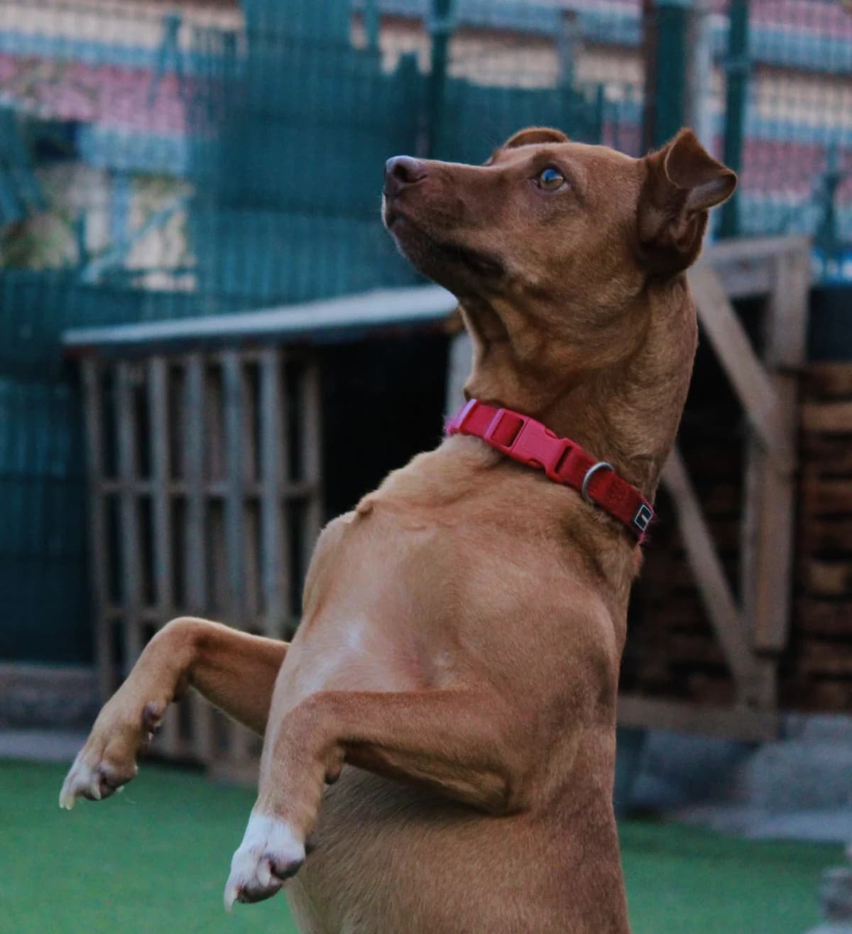 Felipe, male 6yo Mixed Breed for adoption at Tierschutzverein Garafia e.V.