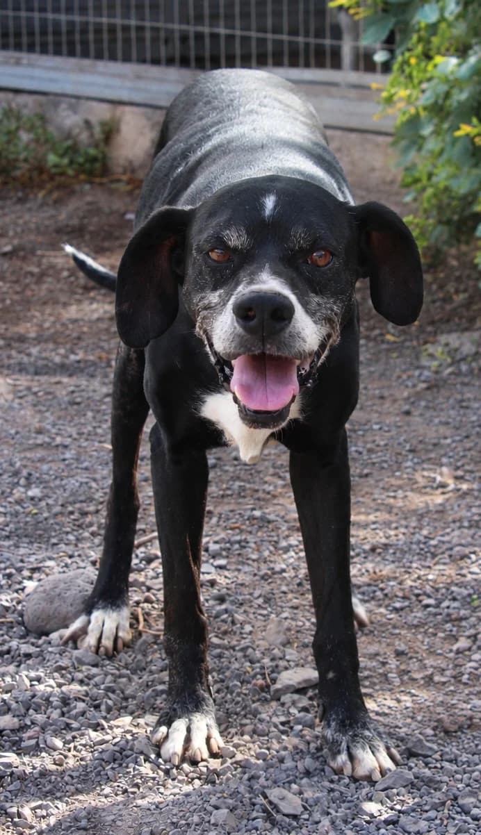 Fito, male 7yo Mixed Breed for adoption at Tierschutzverein Garafia e.V.