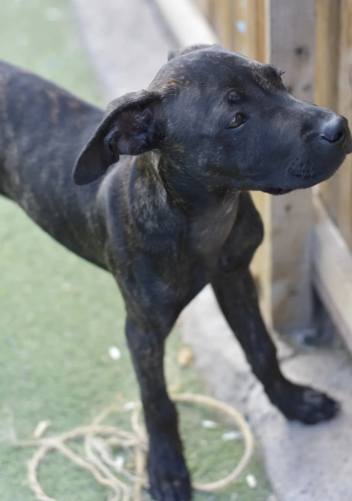 Frijolito, male puppy Mixed Breed for adoption at Tierschutzverein Garafia e.V.