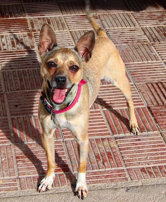 Guaji, female 3yo Mixed Breed for adoption at Tierschutzverein Garafia e.V.