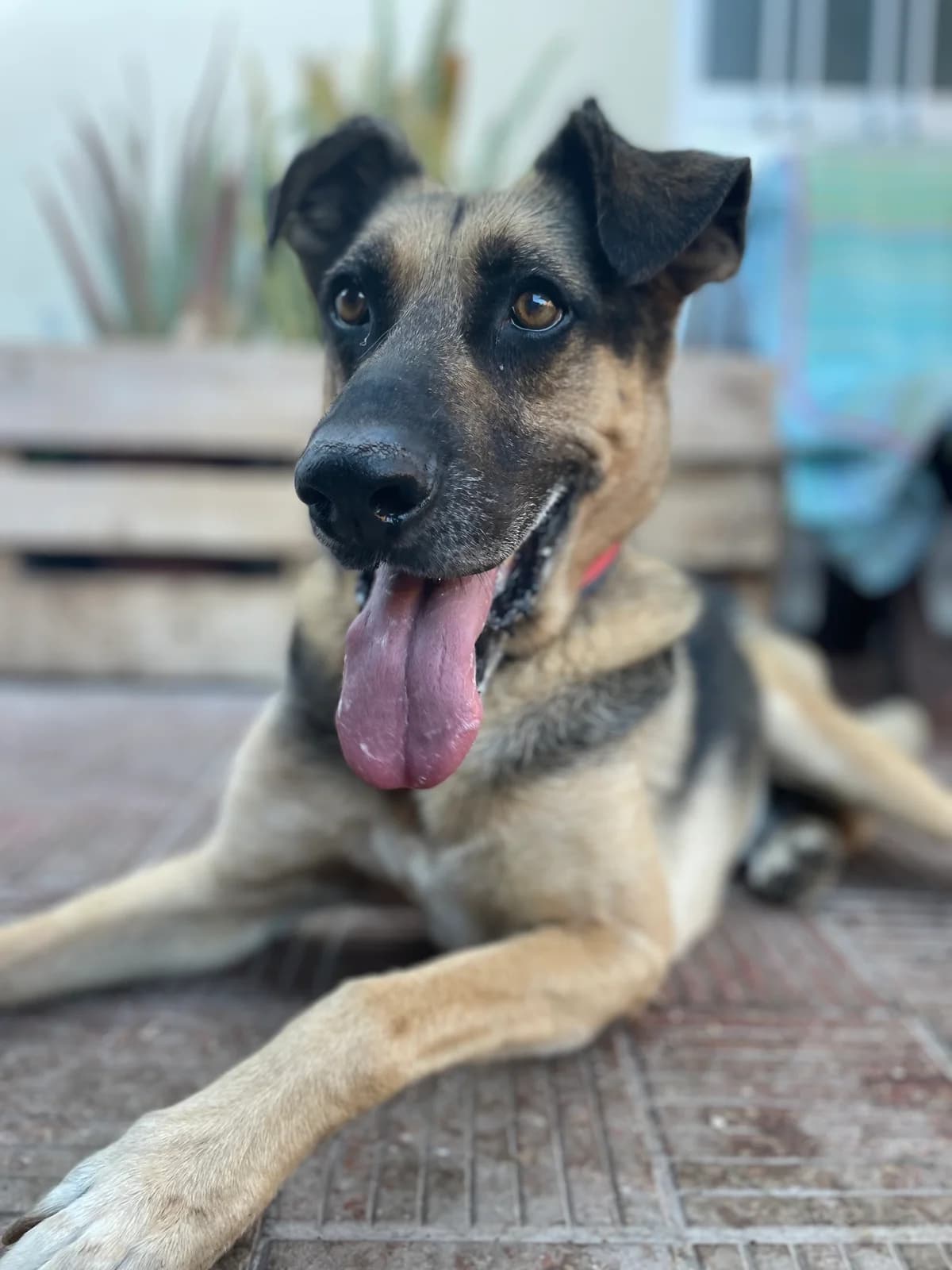 Guapo, male senior Mixed Breed for adoption at Tierschutzverein Garafia e.V.
