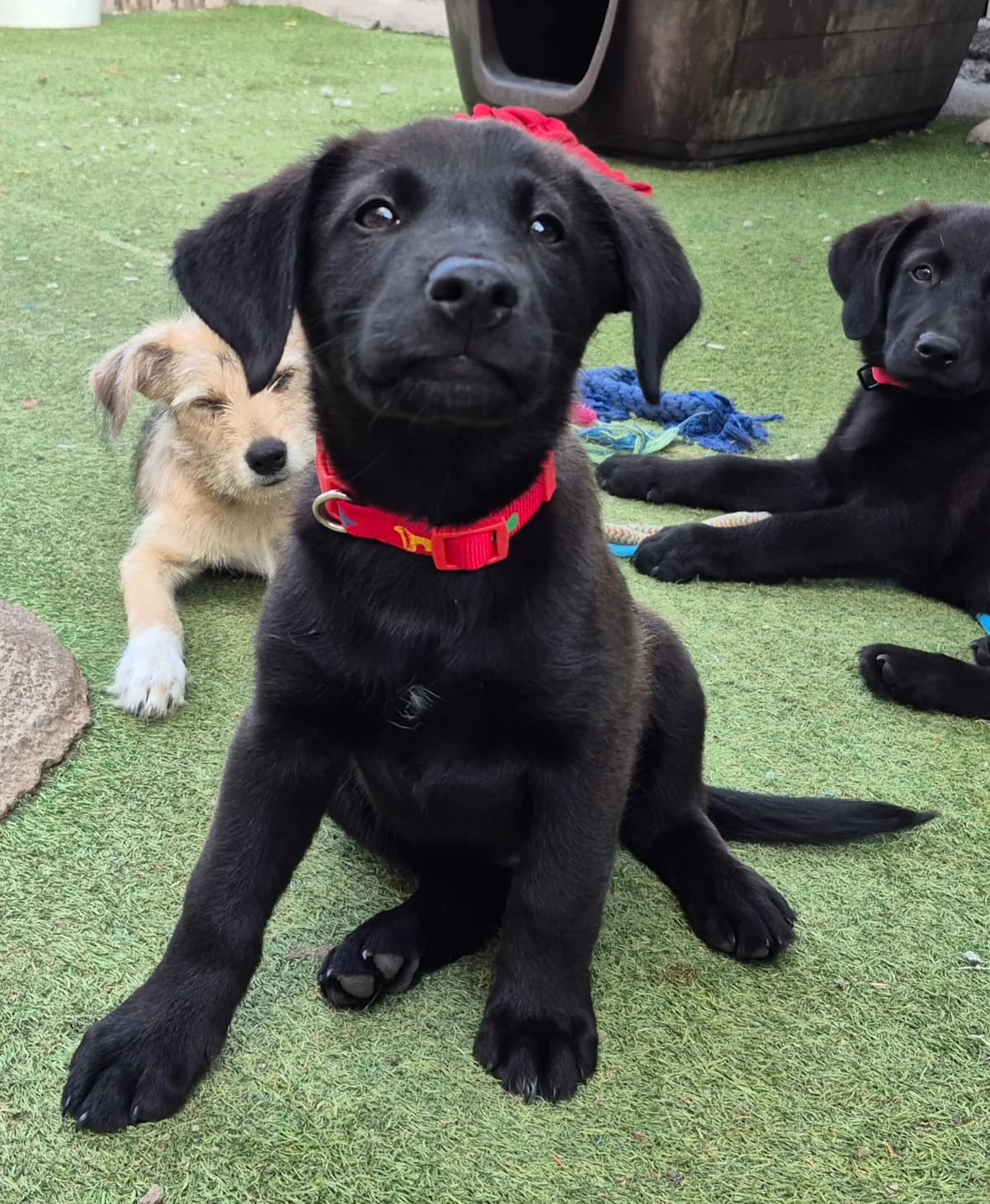 Hanni, female puppy Mixed Breed for adoption at Tierschutzverein Garafia e.V.