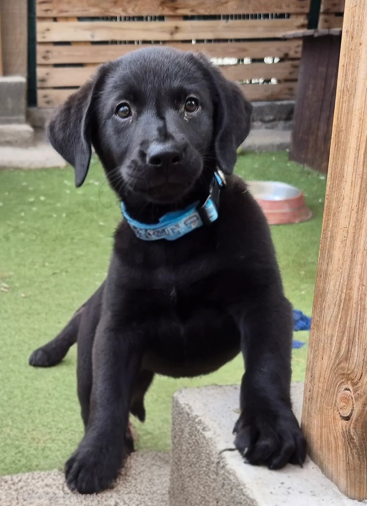 Hibiki, female puppy Mixed Breed for adoption at Tierschutzverein Garafia e.V.