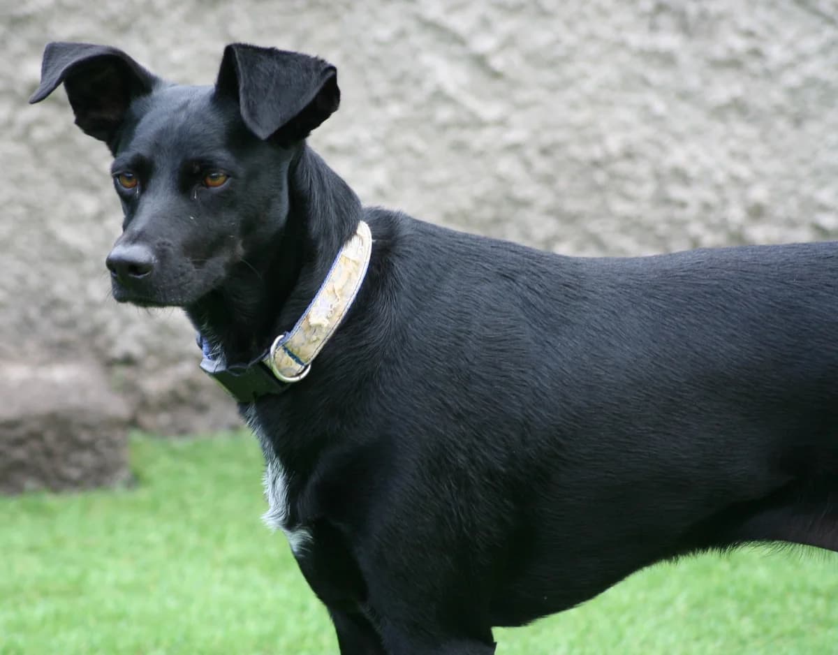 June, female senior Mixed Breed for adoption at Tierschutzverein Garafia e.V.