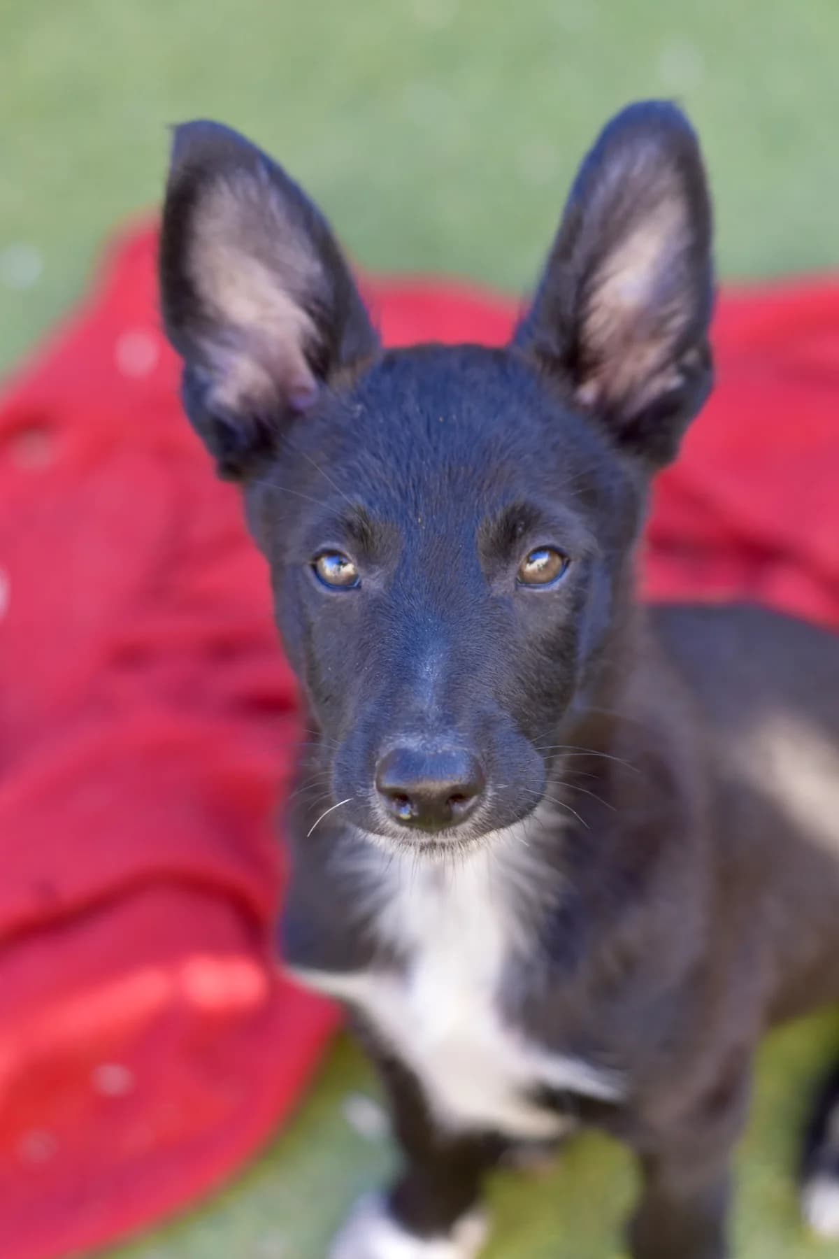Junior, male puppy Mixed Breed for adoption at Tierschutzverein Garafia e.V.