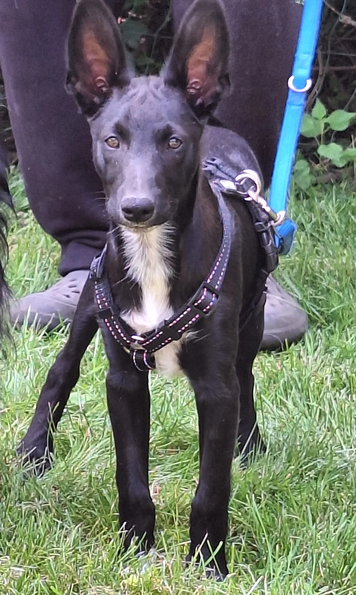 Juno, male puppy Mixed Breed for adoption at Tierschutzverein Garafia e.V.
