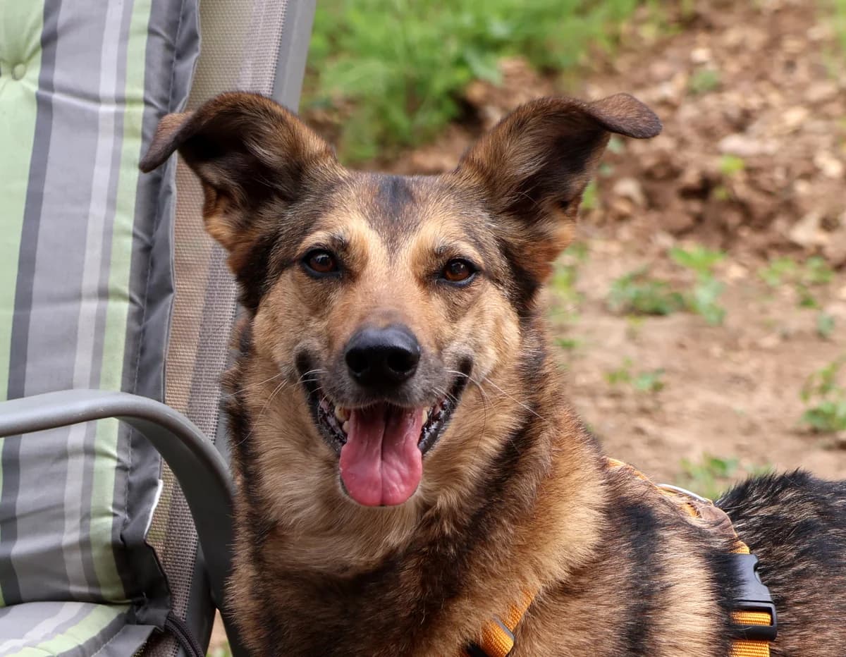 Loki, female senior Mixed Breed for adoption at Tierschutzverein Garafia e.V.
