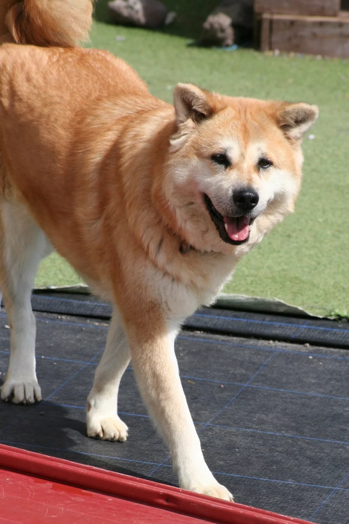 Maia, female Mixed Breed for adoption at Tierschutzverein Garafia e.V.