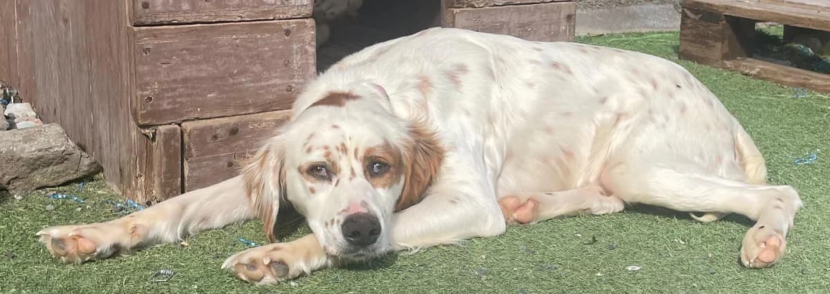Margot, female young Mixed Breed for adoption at Tierschutzverein Garafia e.V.