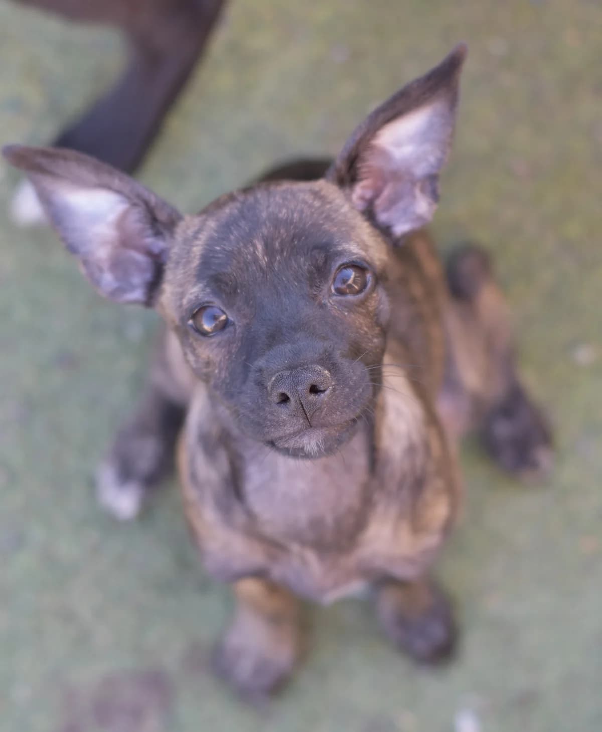 Marta, female puppy Mixed Breed for adoption at Tierschutzverein Garafia e.V.