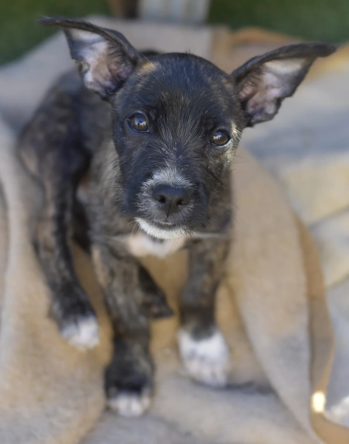 Martin, male puppy Mixed Breed for adoption at Tierschutzverein Garafia e.V.