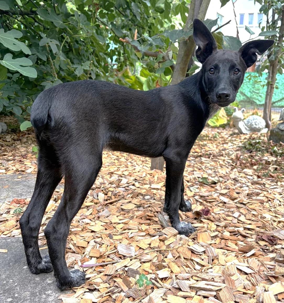 Melchior, male puppy Mixed Breed for adoption at Tierschutzverein Garafia e.V.
