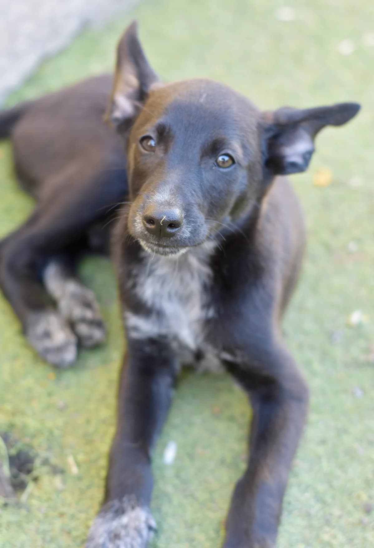 Melchor, male puppy Mixed Breed for adoption at Tierschutzverein Garafia e.V.