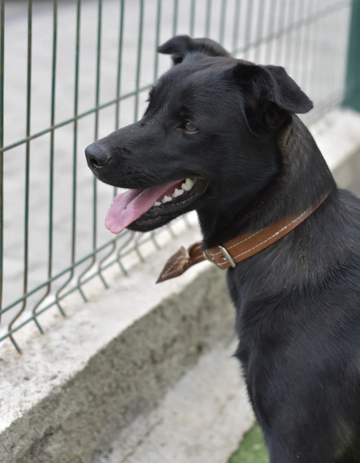 Mila, female Mixed Breed for adoption at Tierschutzverein Garafia e.V.