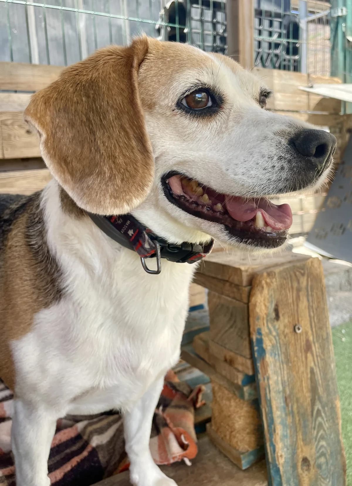 Molly, female 7yo Mixed Breed for adoption at Tierschutzverein Garafia e.V.