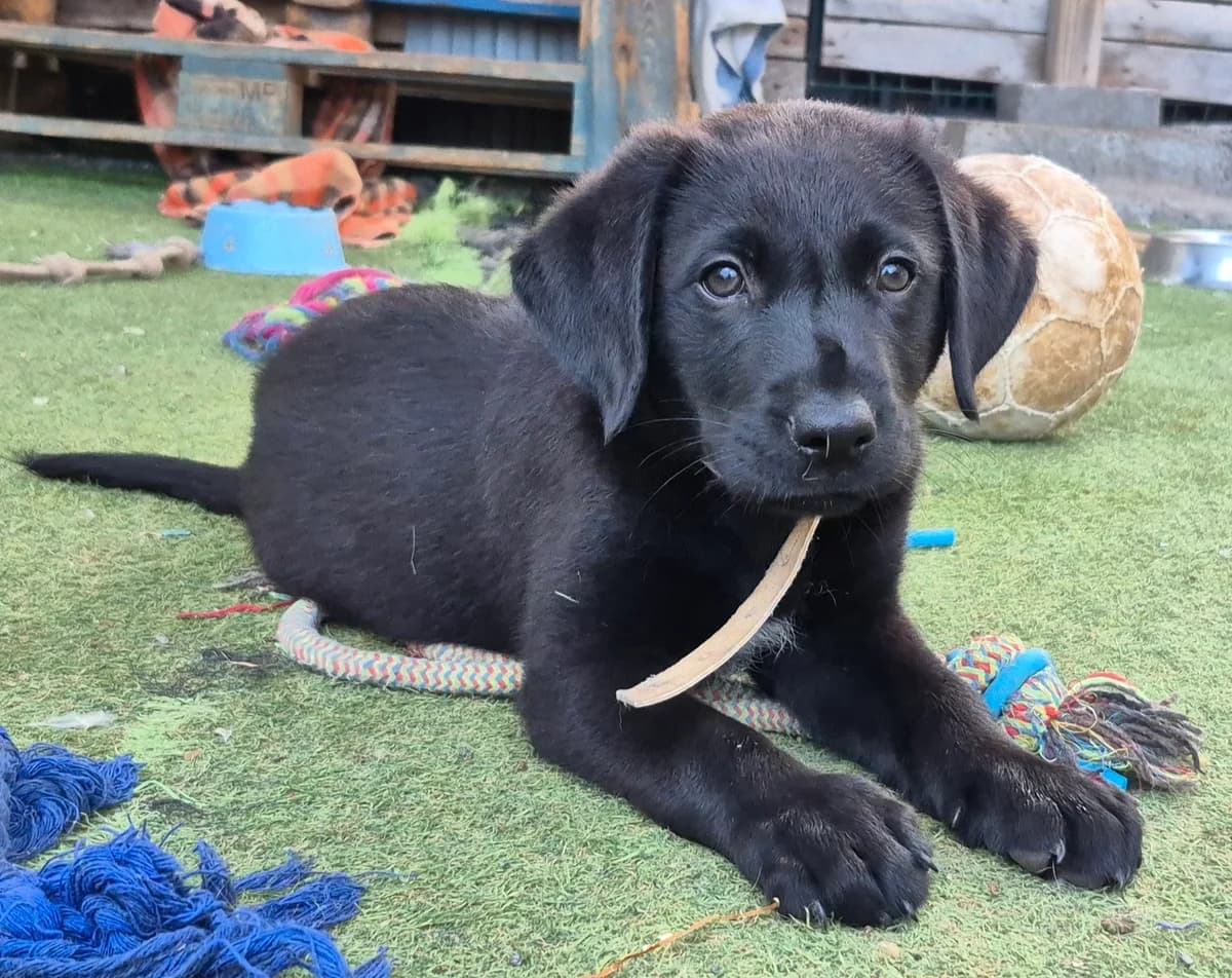 Nero, male puppy Mixed Breed for adoption at Tierschutzverein Garafia e.V.