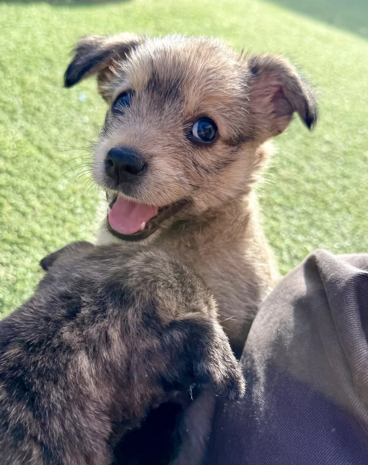 Osita, female Mixed Breed for adoption at Tierschutzverein Garafia e.V.