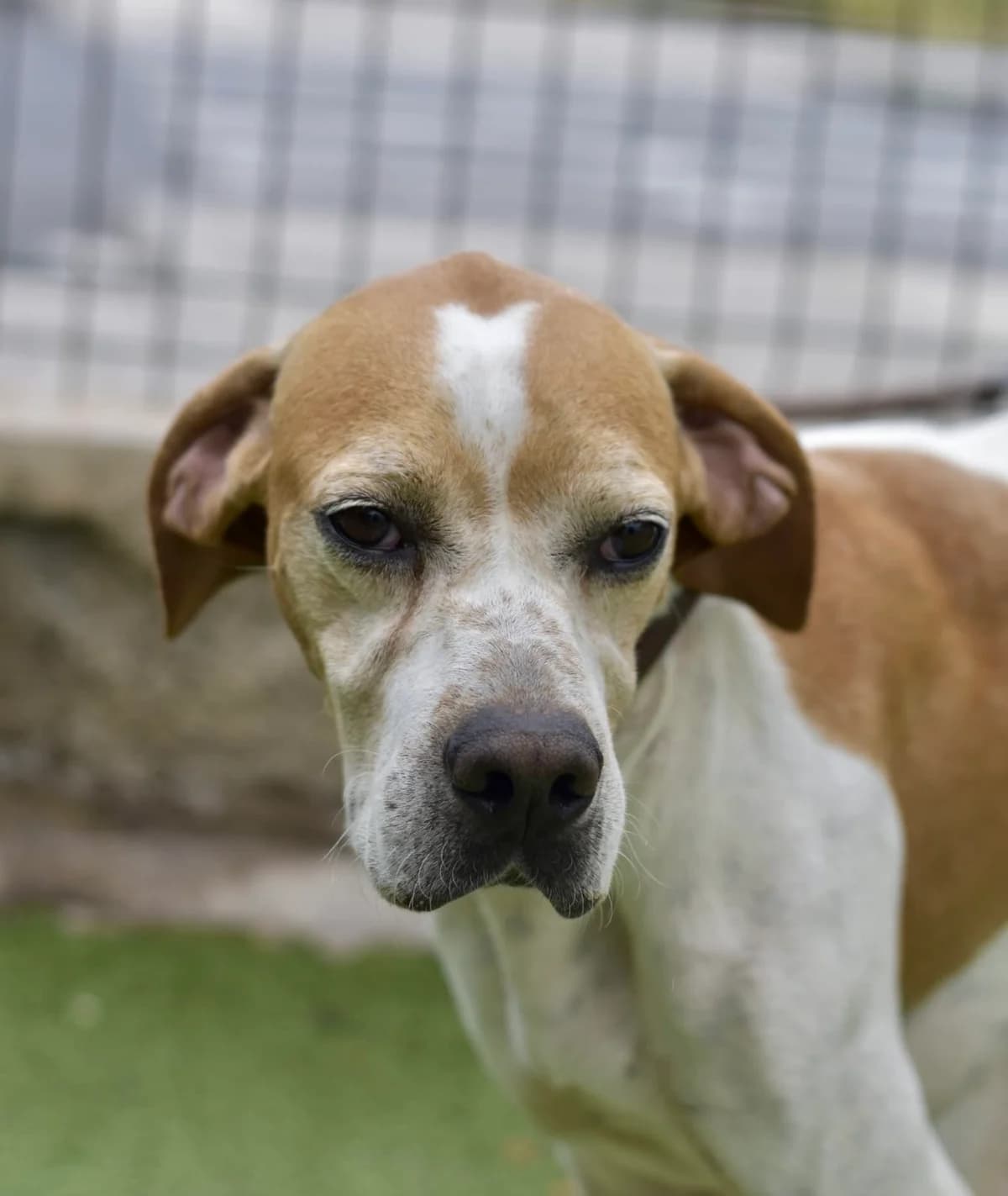 Pinto, male 6yo Mixed Breed for adoption at Tierschutzverein Garafia e.V.