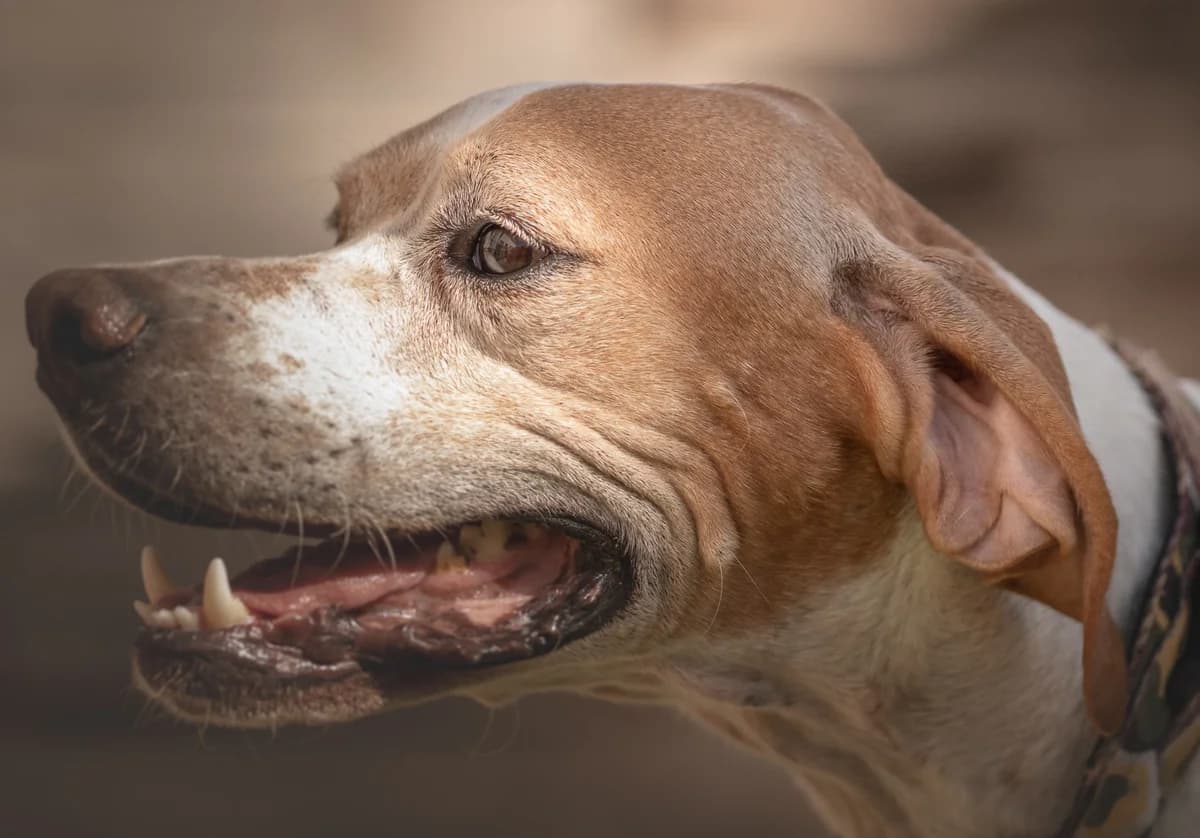 Pinto, male 6yo Mixed Breed for adoption at Tierschutzverein Garafia e.V.
