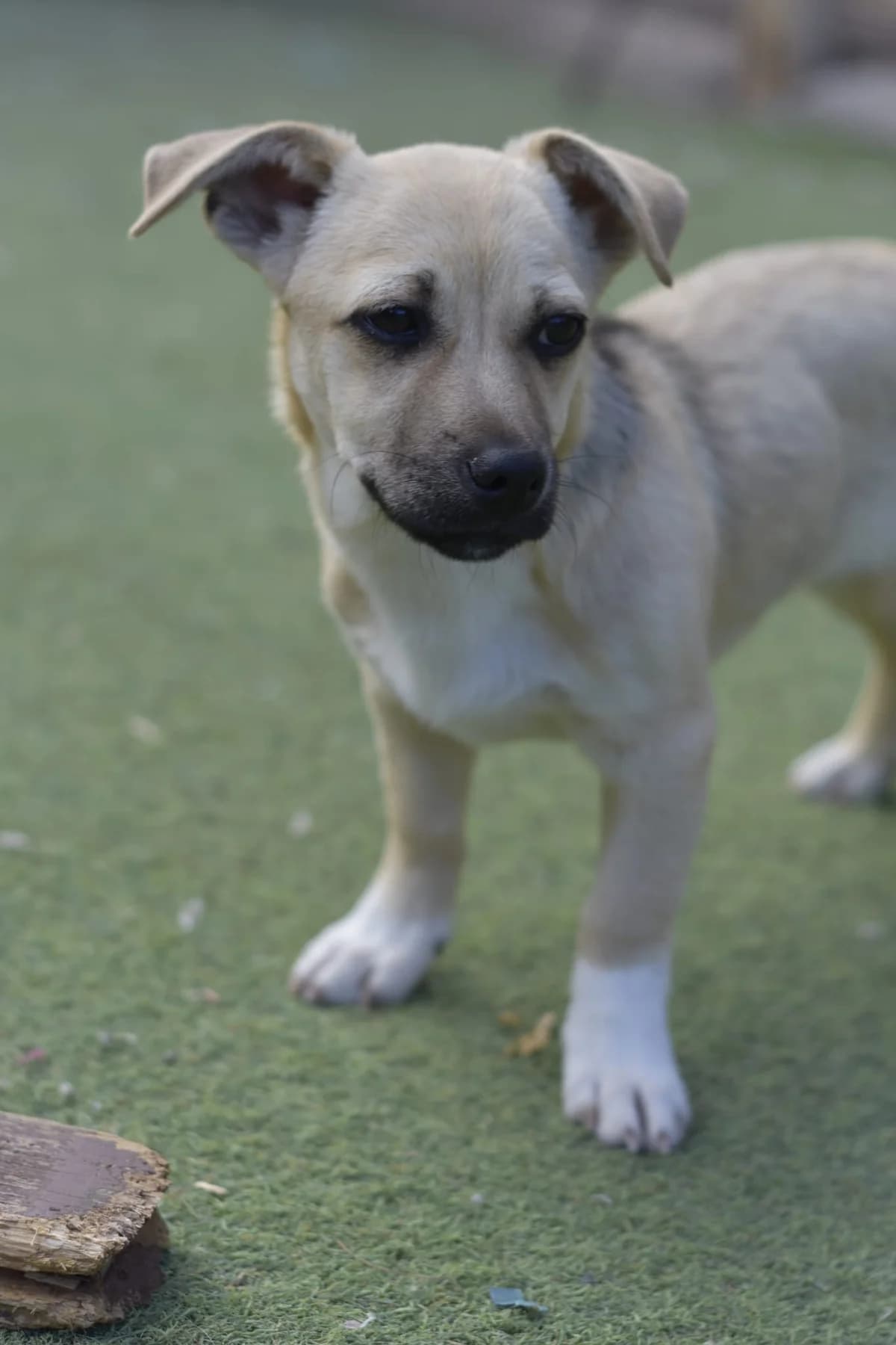 Riad, male puppy Mixed Breed for adoption at Tierschutzverein Garafia e.V.